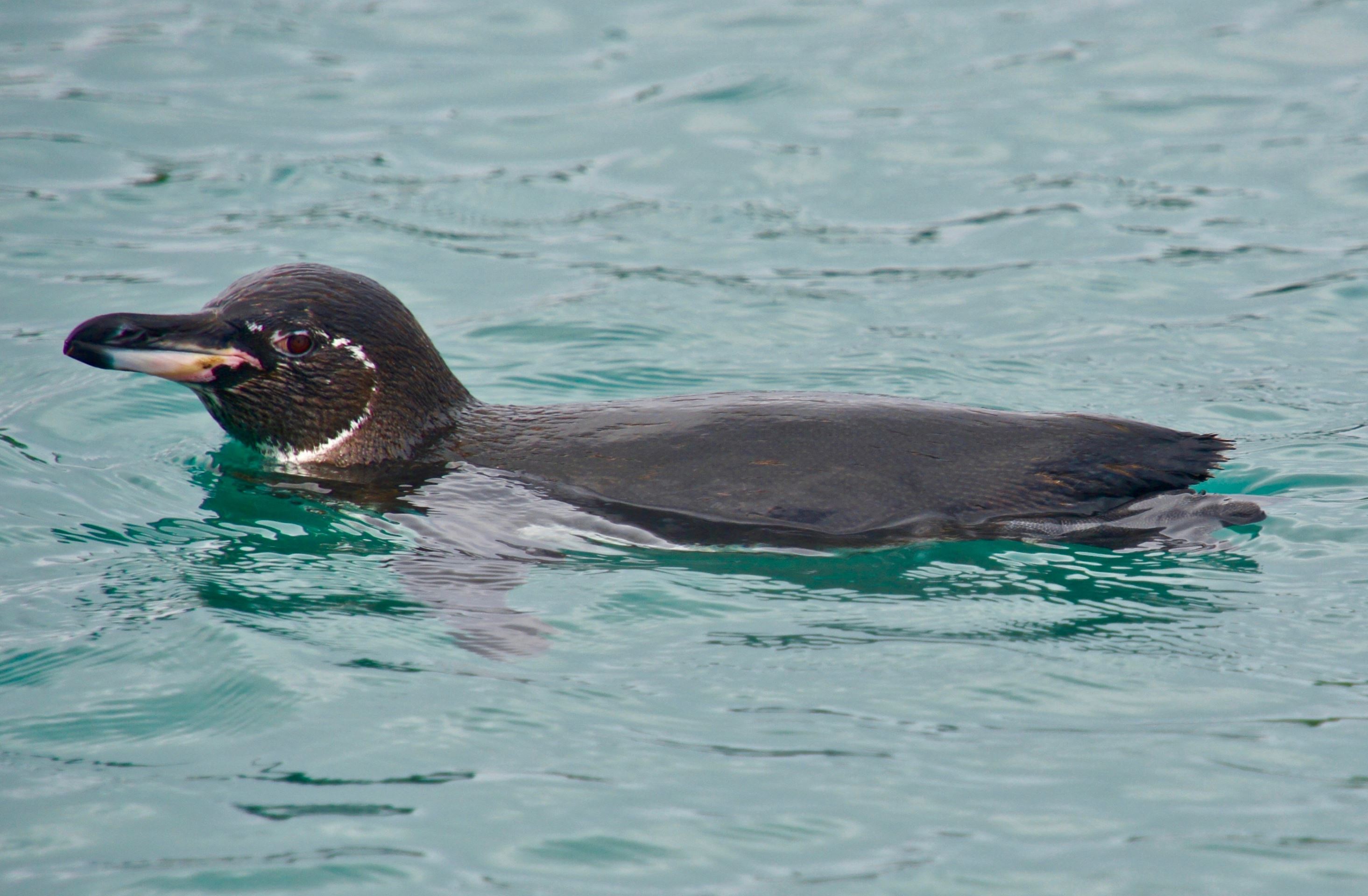 GalapagosPinguin Galapagos Kreuzfahrten